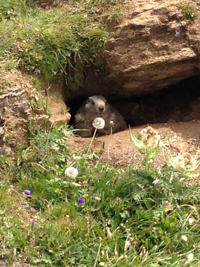 23_Murmeli am Valserberg