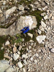 58_Blumen am Forcellina