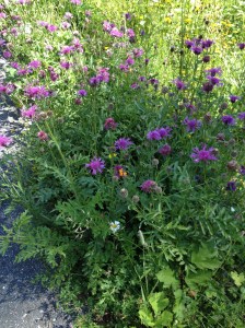 Schamser Talweg Blumen