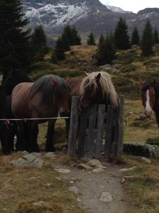 04_Alp Flix Pferde 1