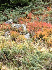 04_Herbstfarben Alp Flix