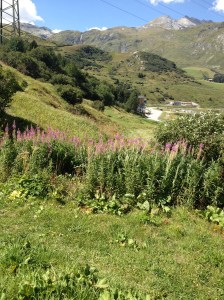 05_ auf dem Weg zum Julierhospitz_IMG_1123