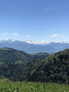 2019_06_02_Wald-Fischenthal1_web